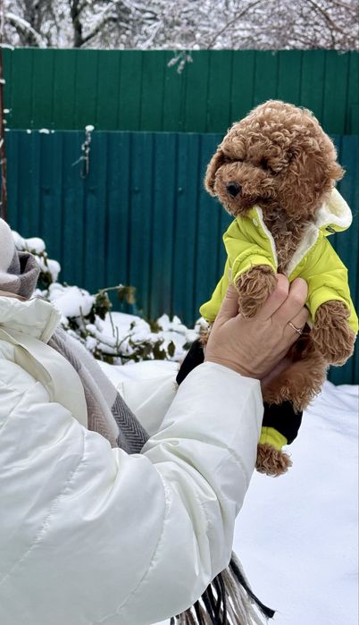 Маленький пудель із великими амбіціями