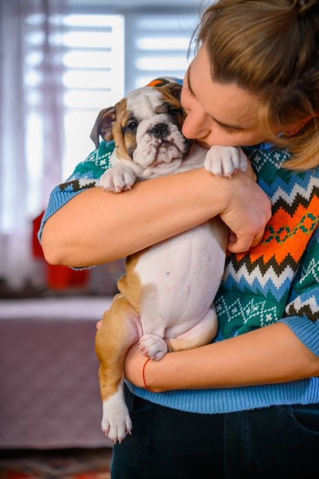 Чудові бульдожки