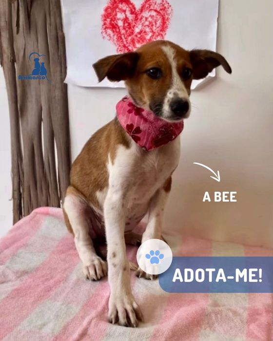 Ratatui, a Bee ou a Chone cachorros para porte medio para adocao