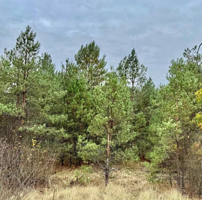 Земельна ділянка! Соснівка! Заліснена