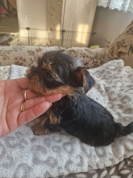 Yorkshirre terrier szczeniak  rezerwacja