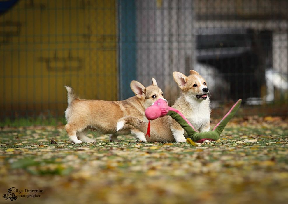 Вельш коргі пемброк