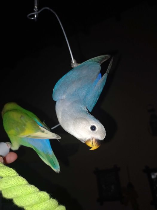 Agarponis domesticados 2025