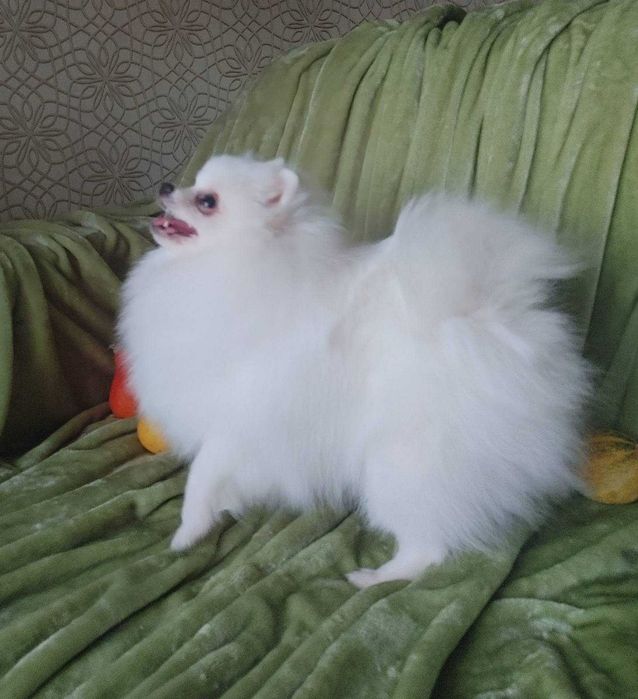 Супер пухнаста дівчинка пом. грайливий тінейджер, доросла вага до2,5кг