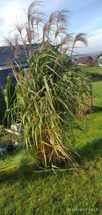 Miscant olbrzymi - karpy