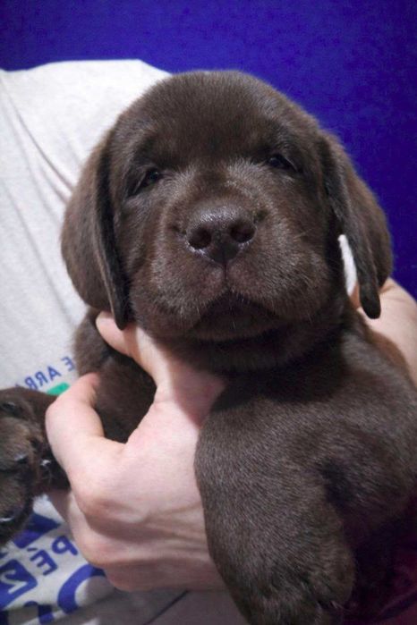 Шоколадні лабрадори документи КСУ-FCI