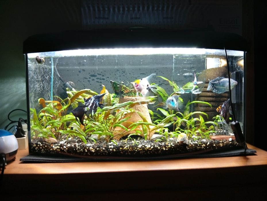 Rybki akwariowe zmiana obsady