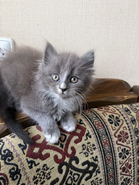 Кошенята шукають родину