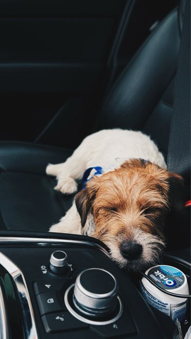 Вʼязка джек-рассела-терʼєра