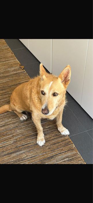 Cão para adoção responsável