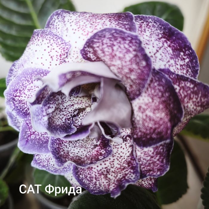 Сортові глоксинії