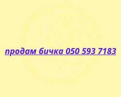 продам Теля (бичок)