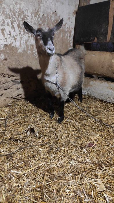 Терміново!!! Продам Шуту козу, дійну козочку, козла