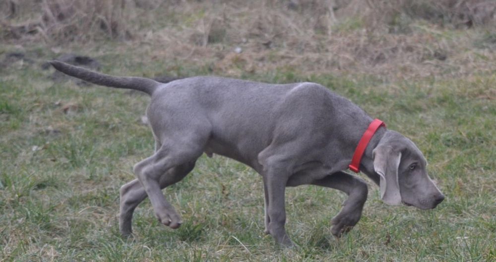 Wyżeł weimarski szczenię