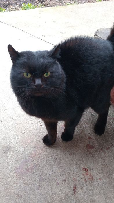 Кот Породы Бомбей в хорошие руки.