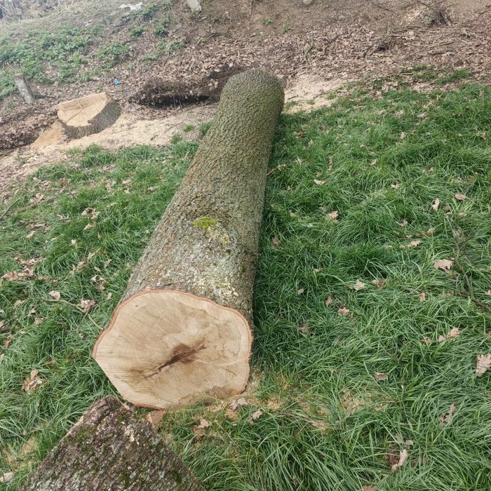 Sprzedam dąb drzewo