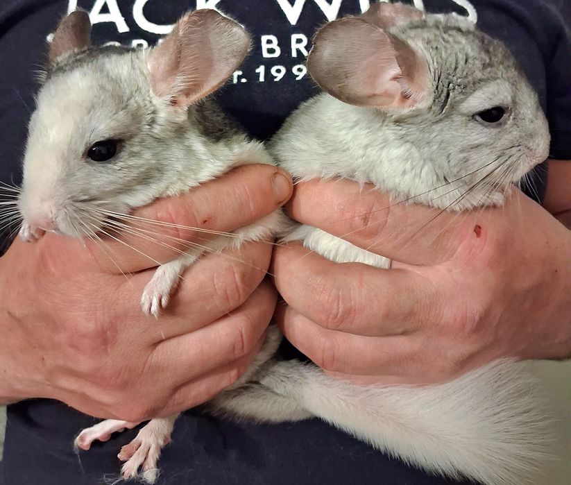 Продам чарівних пухнастиків