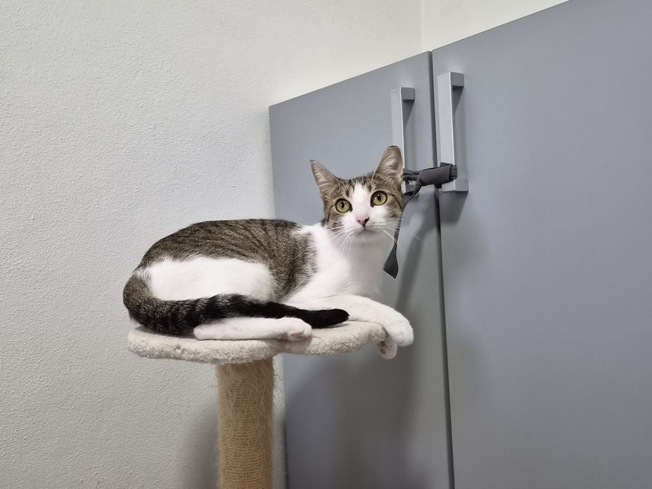 Gatinha esterilizada para adoção