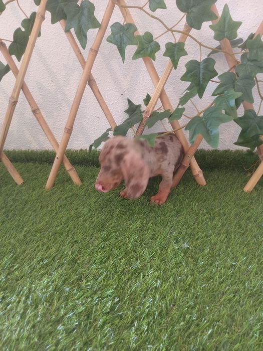 Excelente femea miniatura pêlo curto