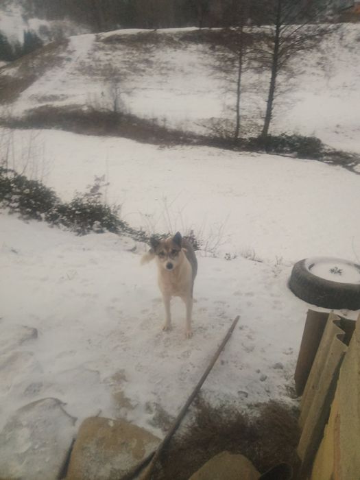 Віддам в хороші руки лайку