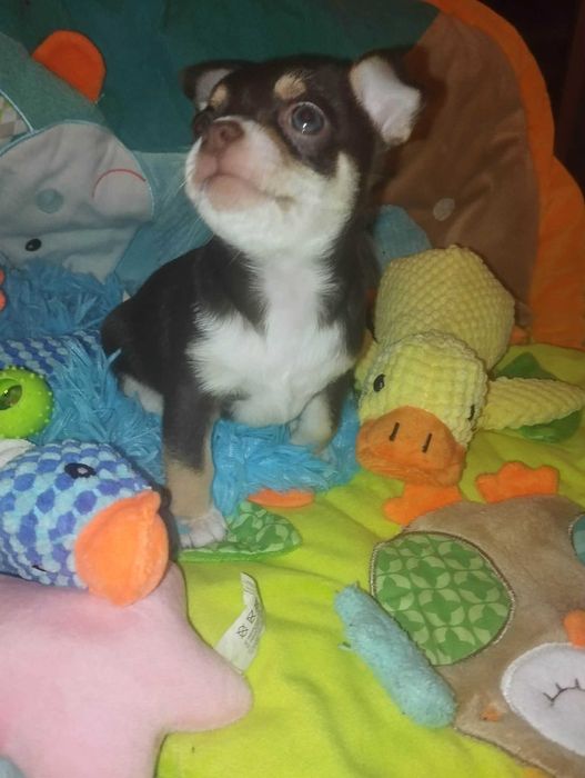 Piesek Chihuahua krótkowłosy