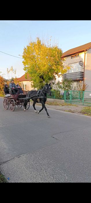 Sprzedam karą klacz