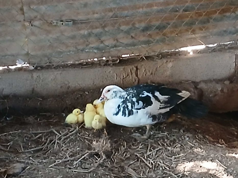 Vendo patos mudos bebés