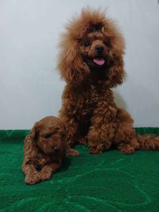 Той пудель на вязку