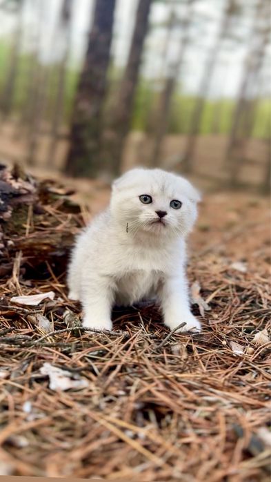 Срібляста шиншила породиста ви гарна дівчинка киця шотландська