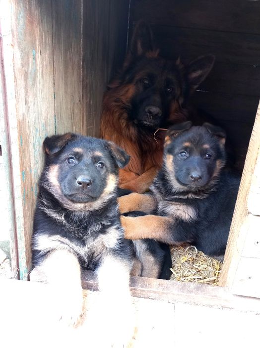 Немецкая овчарка вязка