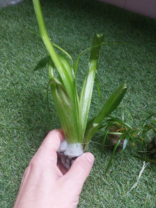 Kribensis ( Sexados) // Plantas
