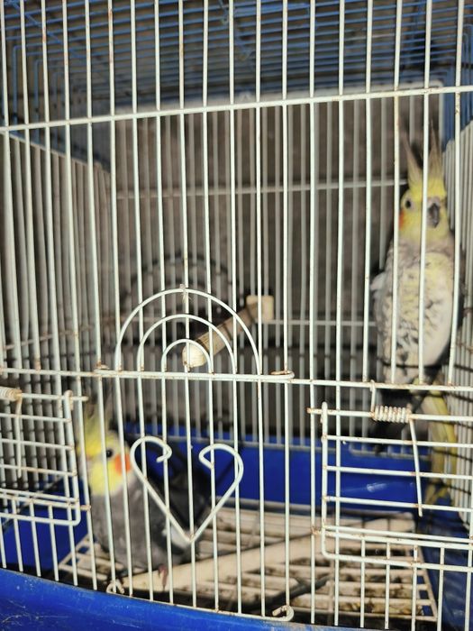 Caturras e canários disponíveis