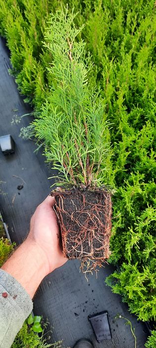 !!PROMOCJA!!Thuja Tuja szmaragd 30-45cm 2,50 zł sztuka TRANSPORT WYSYŁ