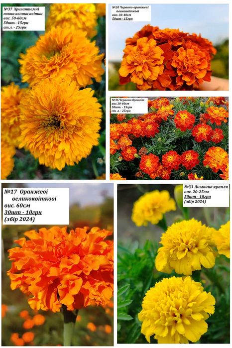 Насіння чорнобривців