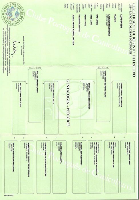 Labrador Retriever Chocolate