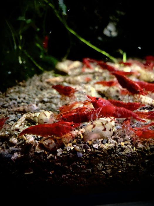 Bloody Mary - krewetki Neocaridina / Czerwone