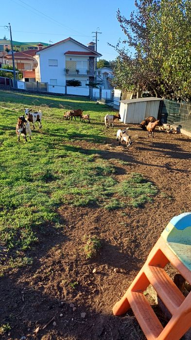 Vendo  10 cabras anas  8 fêmeas e 2 machos