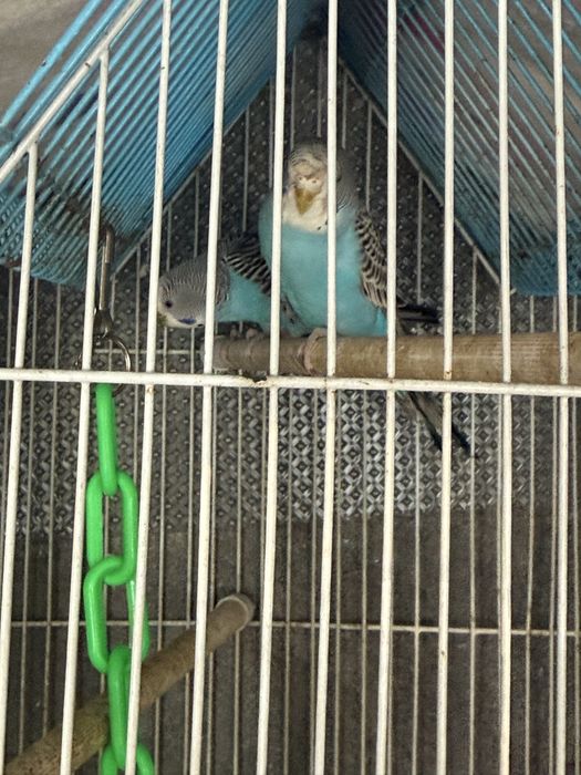 1 femeaa periquitos australianos com gaiola e comedouro