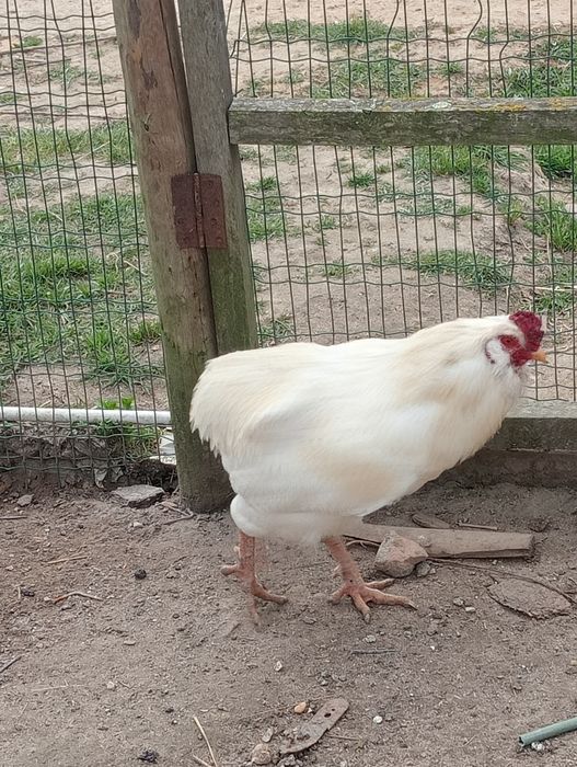 Galo araucana branco