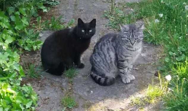 Czarna mama i srebrzysty synek szukają domu