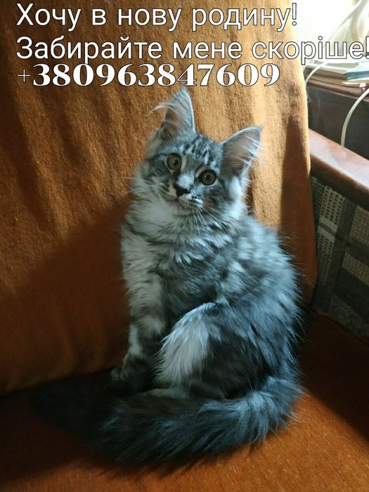 Кошенята Мейн-Кунчики...4 -хлопця. Вік - 3 місяці.