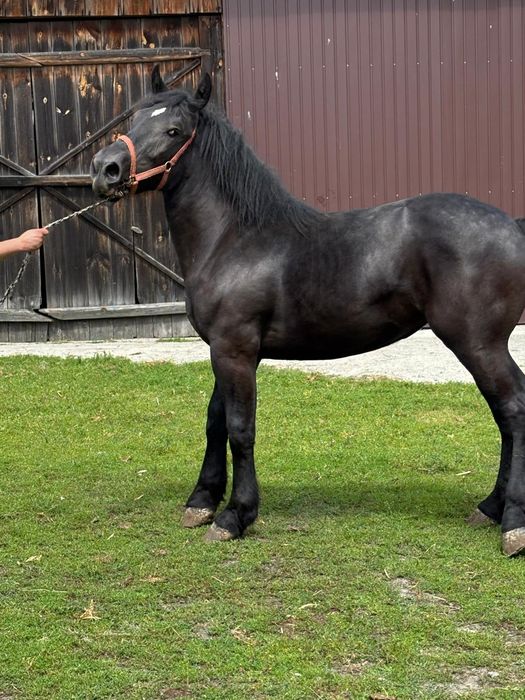 Sprzedam karą klacz.