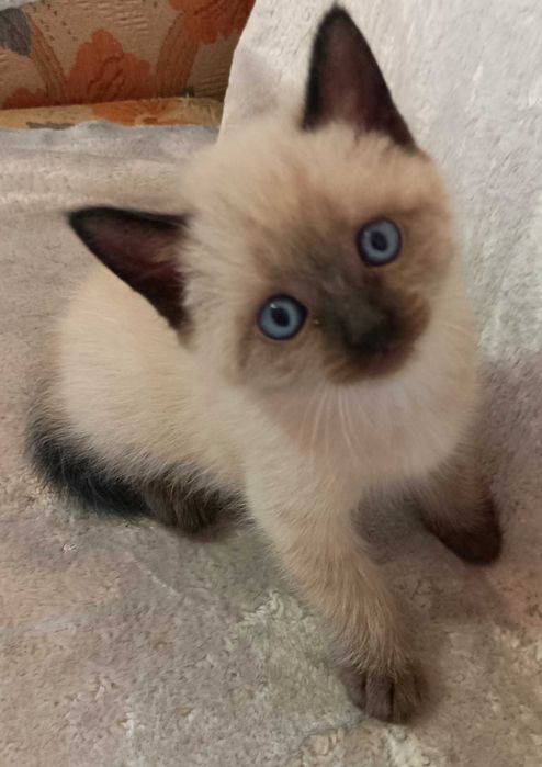 Сіамські кошенята