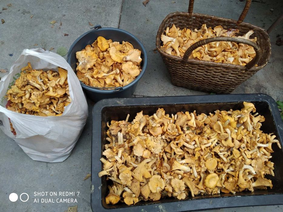 Грибы лисички, сухие, мороженные, свежие.