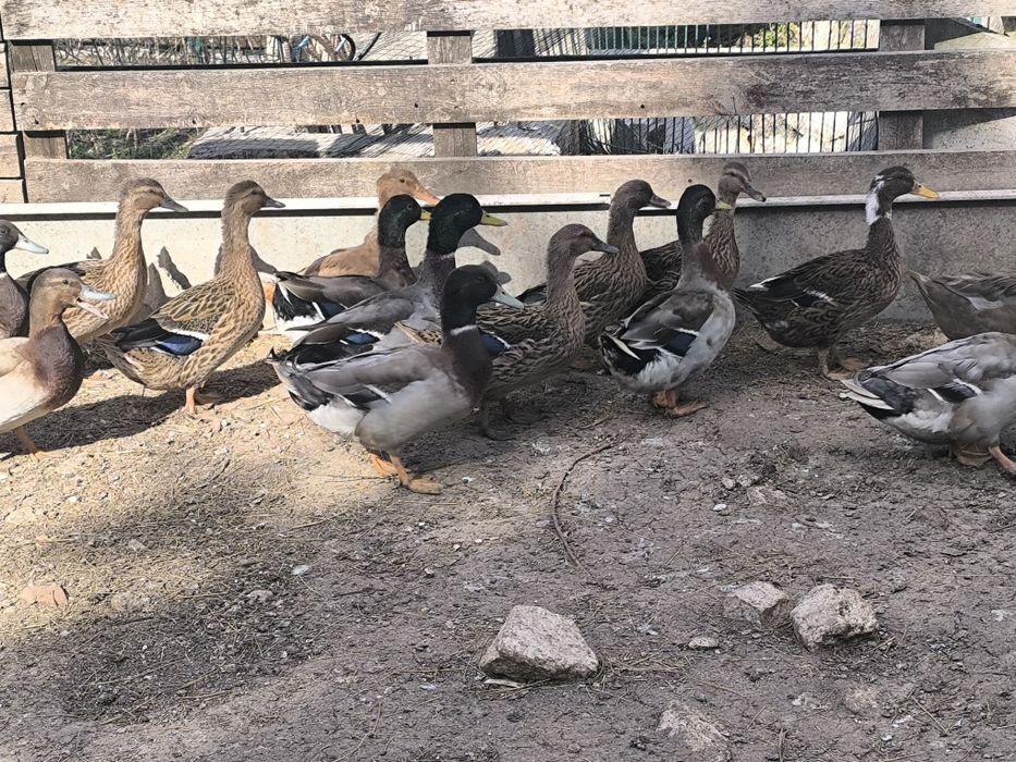 Patos várias mutações