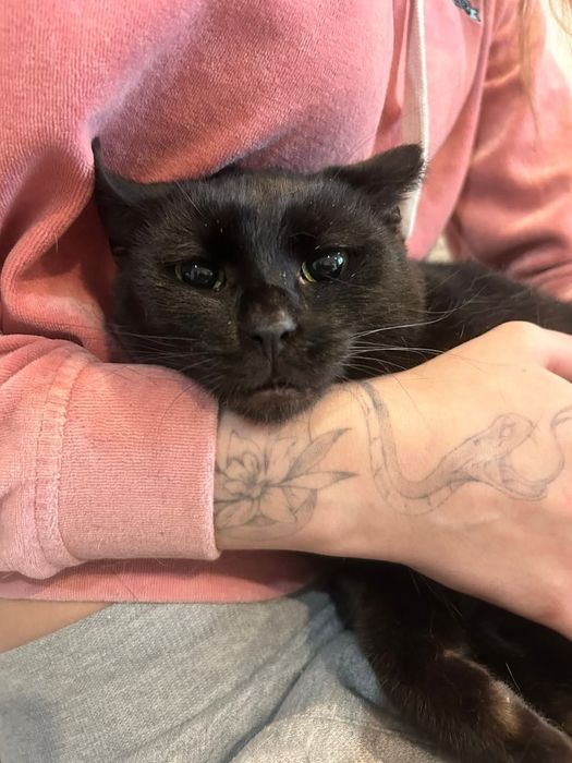 Delikatny Teddy nieśmiało marzy o domu