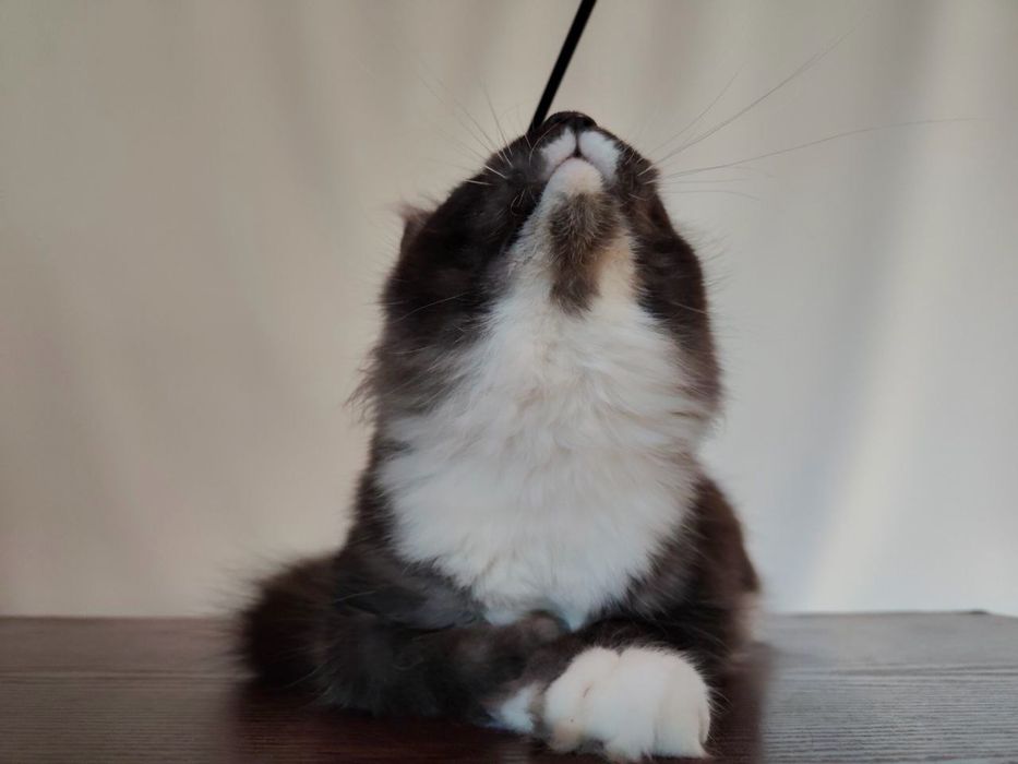 Мейн-кун дівчинка полідакт