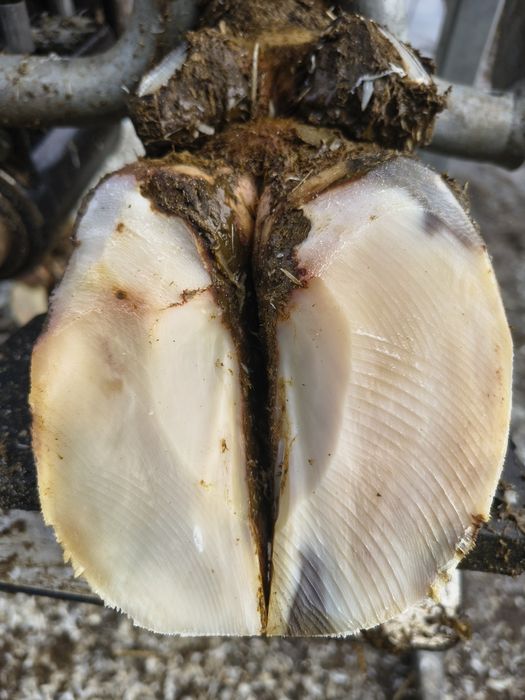 Korekcja Racic-Tomasz Dziekoński