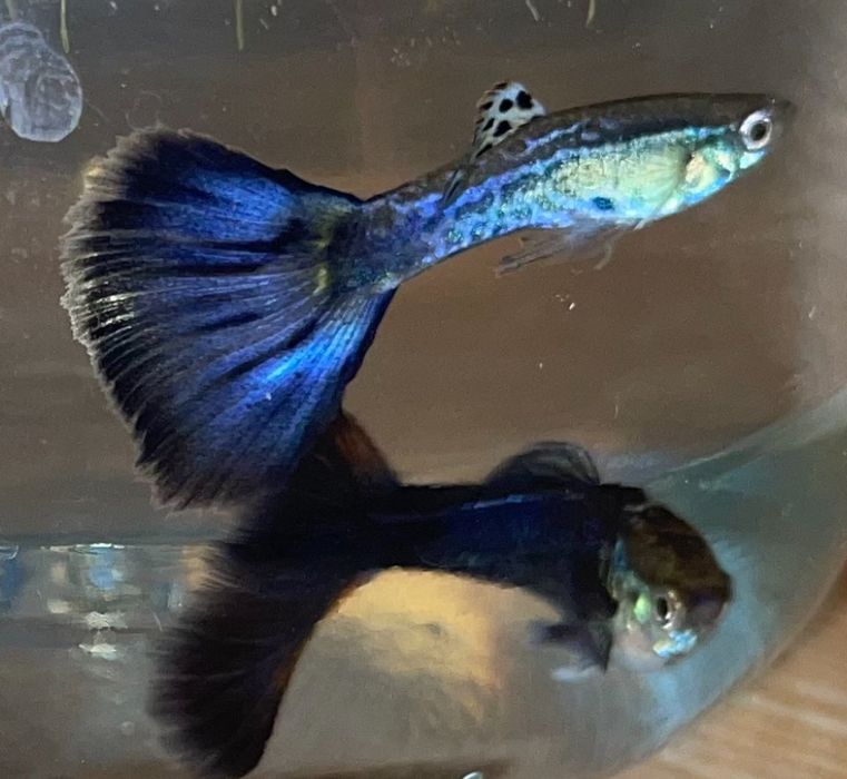 гуппі мікс, сині зелені