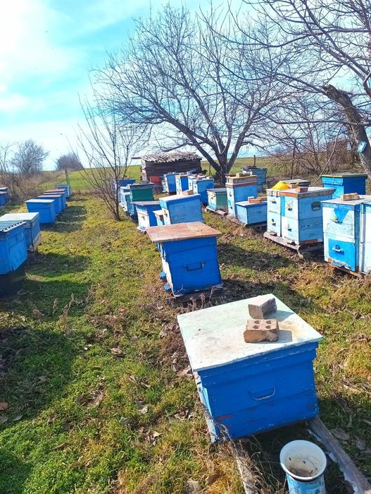 Продам пасіку: сім'ї бджіл (бджолосім'ї) вулики рамки та інше